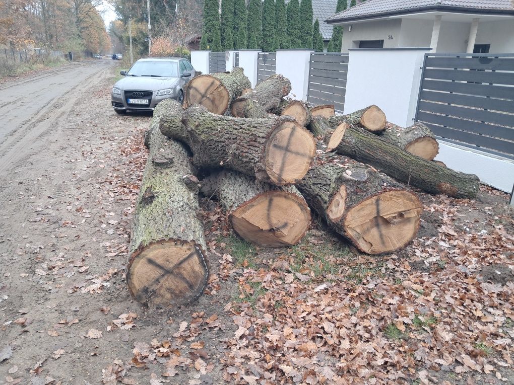 Sprzedam dąb kłoda ,tartaczną.