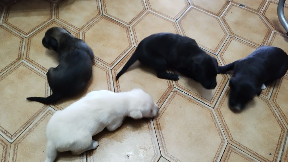 Dou cães fofinhos