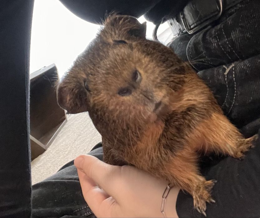 Świnka morska kawia domowa samczyk rozgląda się za nowym domem