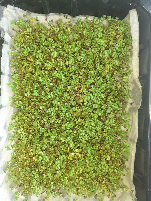 Продам насіння броколі для мікрогрін, семена брокколи для микрогрин