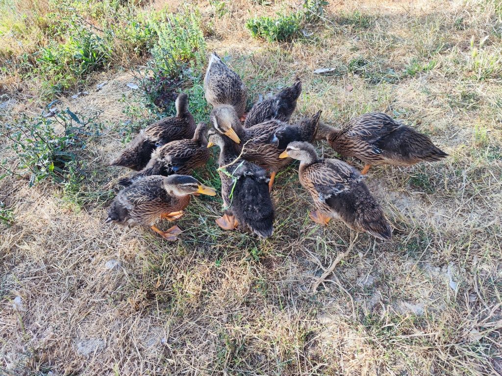 Patos Rouen e ovos