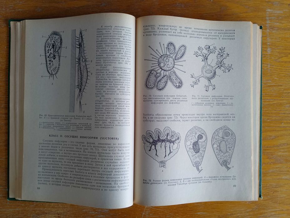 Зоология беспозвоночных Догель В.А. (Зоологія безхребетних)