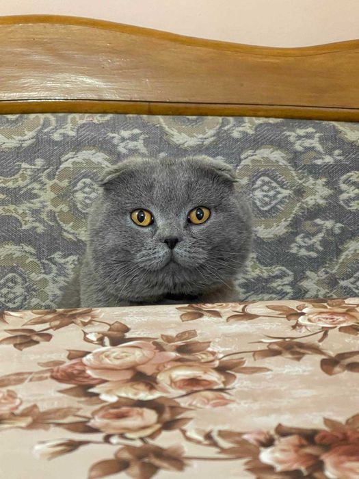 Британець вислоухий  кіт в'язка