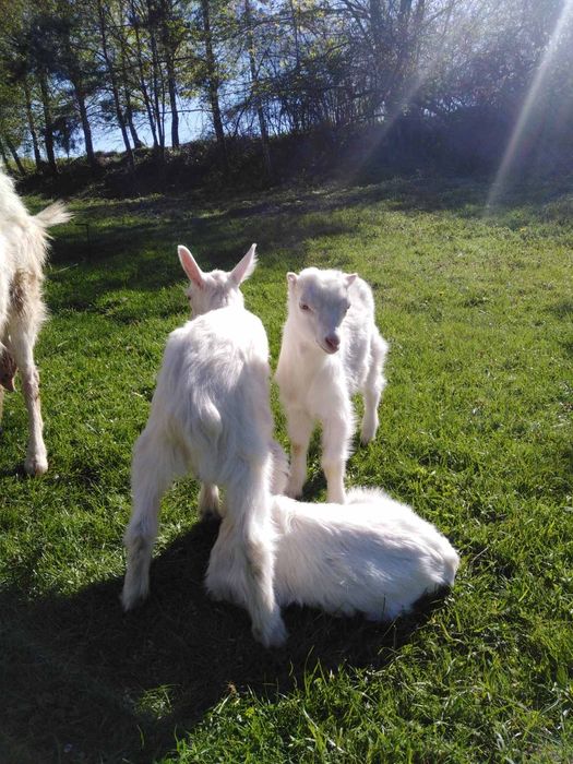 Продамо козеняток