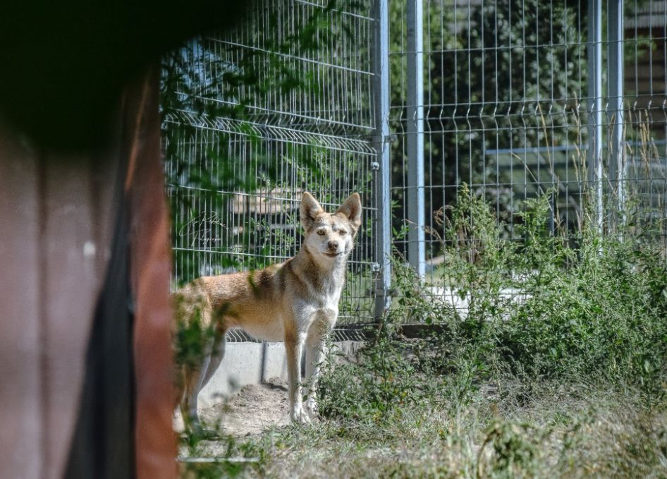 Przez piekło zgotowane przez człowieka ciężko jej pokonać lęk