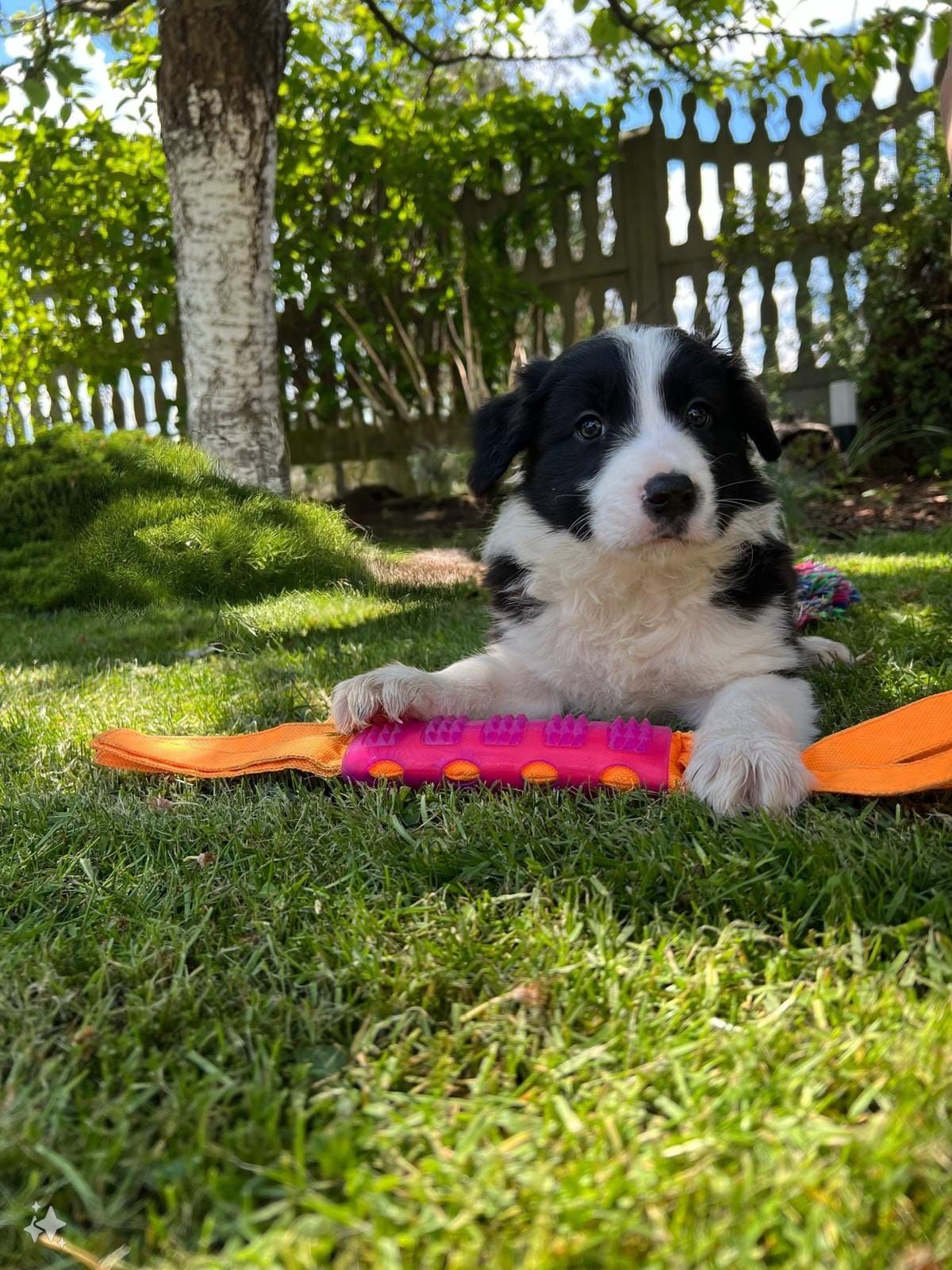 Szczeniaki border collie