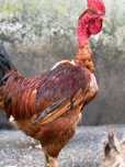 Vendo galos caseiros