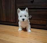 Piesek West Highland white terrier