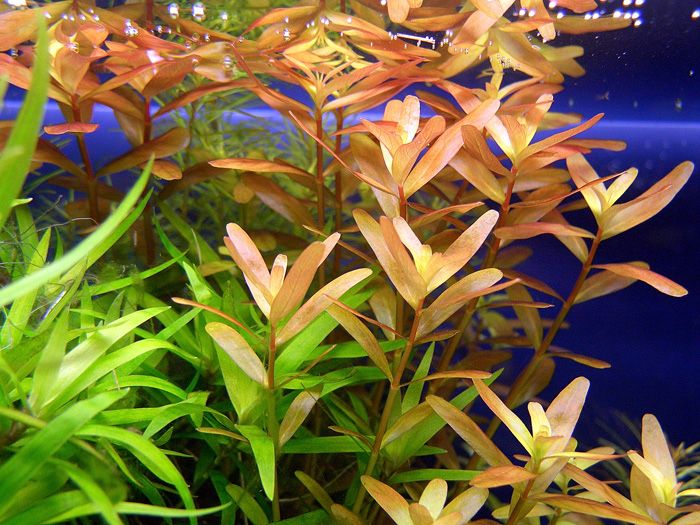 Rotala roślina akwariowa