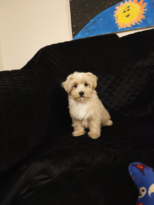 Sprzedam szczeniaka maltipoo