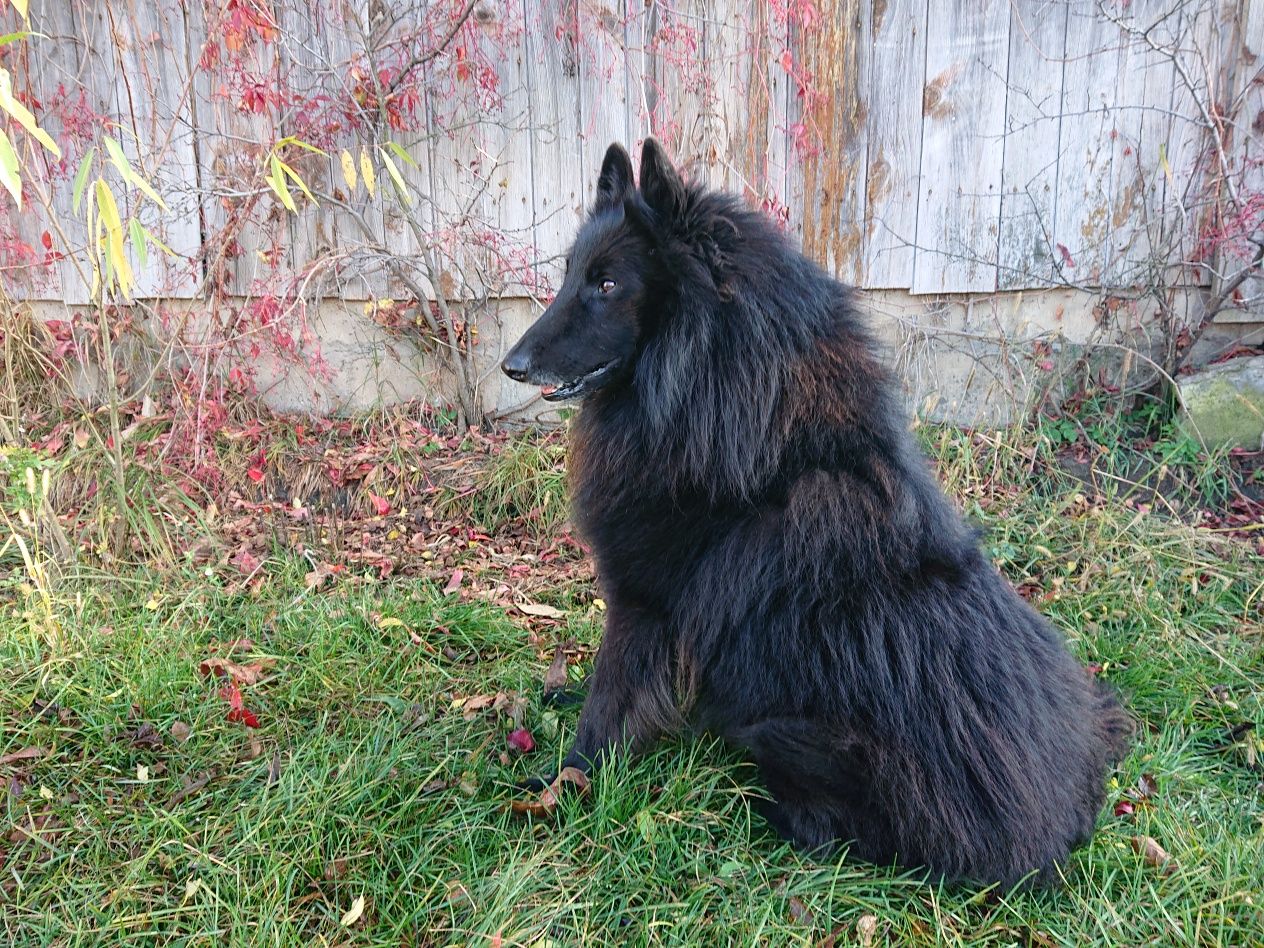 Owczarek belgijski groenendael krycie, reproduktor