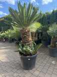 Sagowiec odwinięty 170 cm – Cycas revoluta jak palma