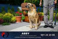 ABBY-do adopcji schronisko Jasioka