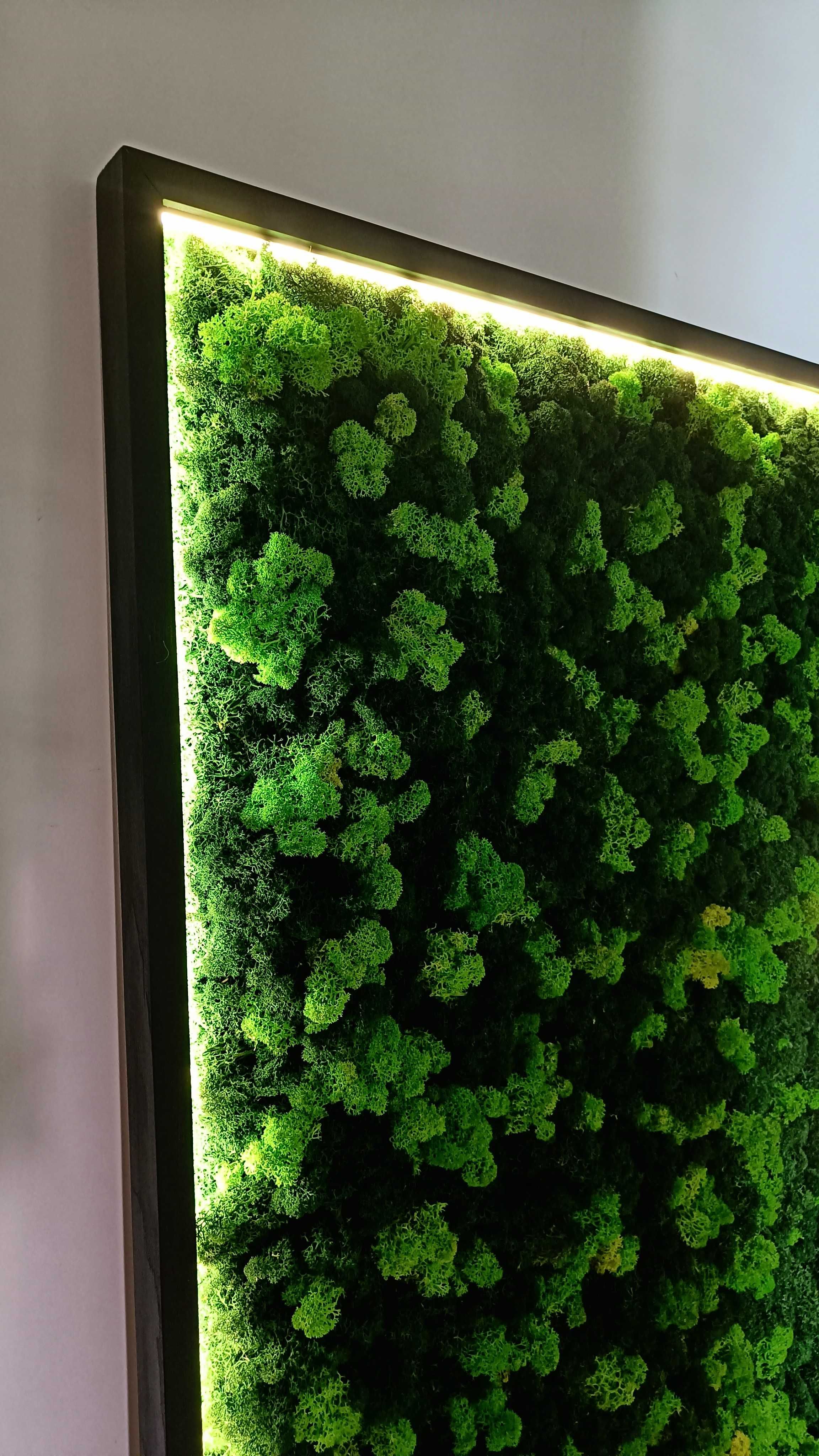 Rama podświetlona LED 100x40cm z mchem poduszkowym, chrobotkiem