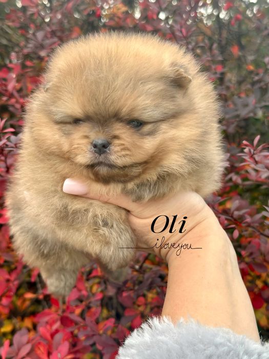 Szpic miniaturowy/pomeranian