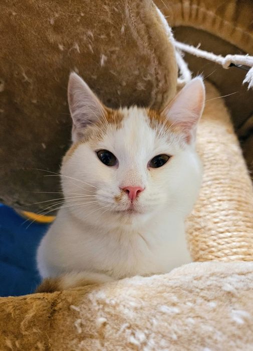 Kotek Zulu czeka pilnie na dom