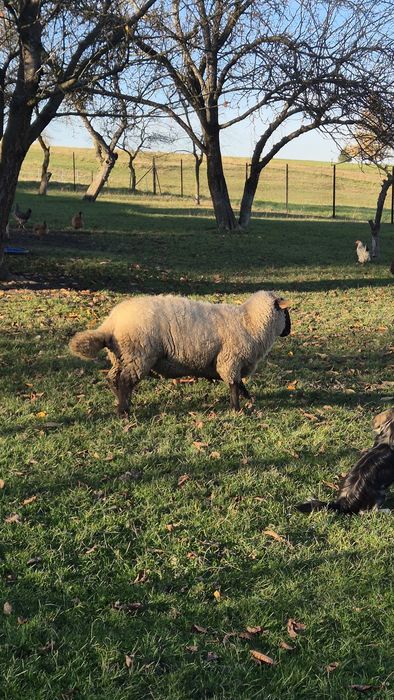 Baran tryk czarnogłówka