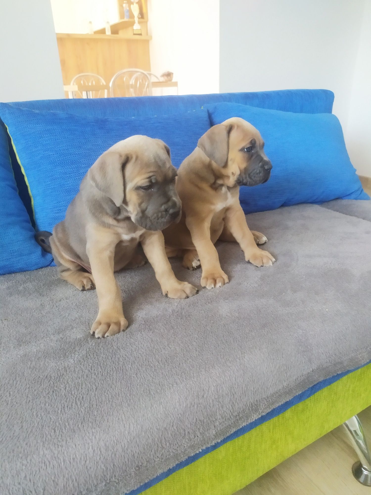 Cane Corso ,,FCI"