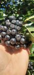 Aronia z własnego ogrodu