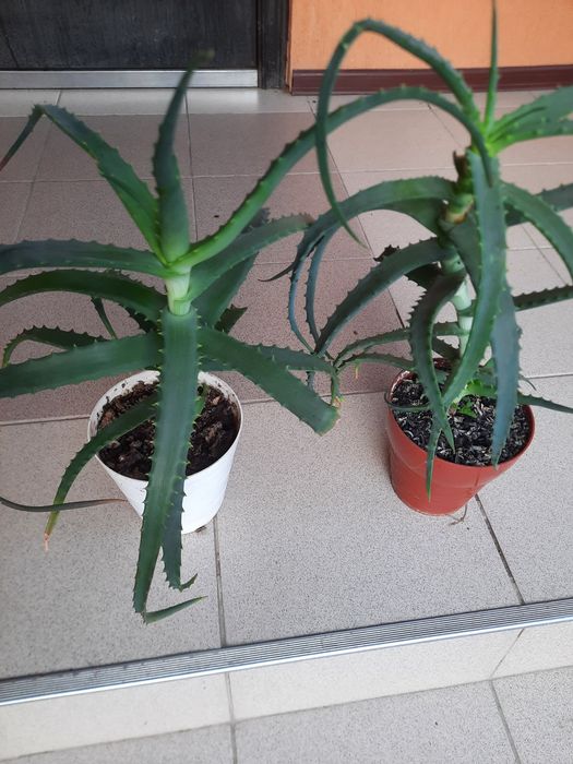 Алое лікувальне, вік 3 роки