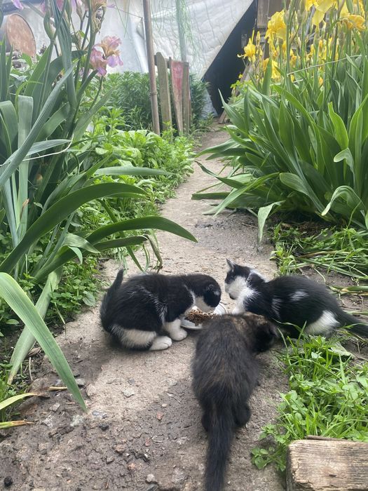 Кошенята в добрі руки