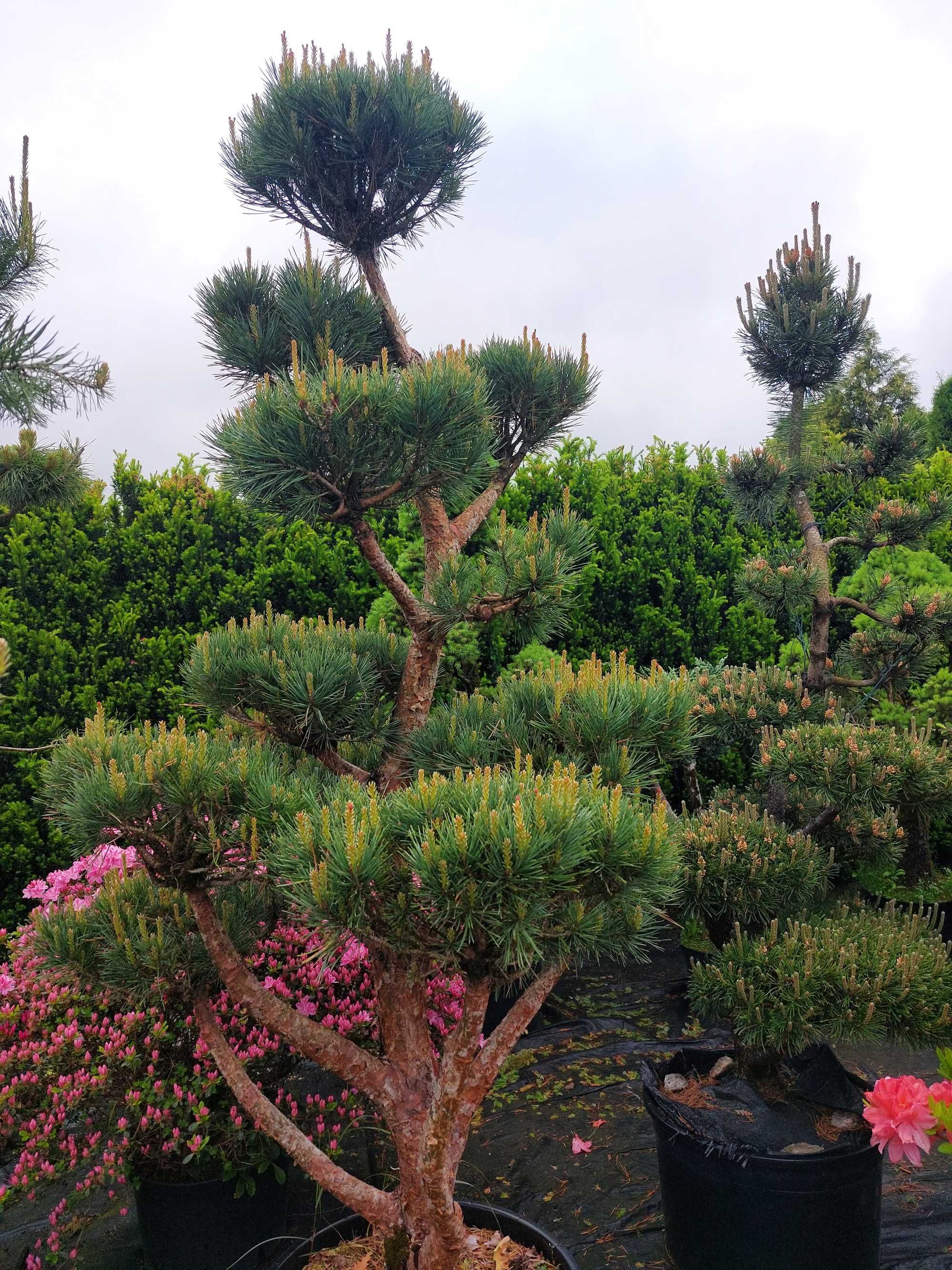 Szkółka roślin ozdobnych - niwaki, bonsai - jałowiec, sosna, cis, inne