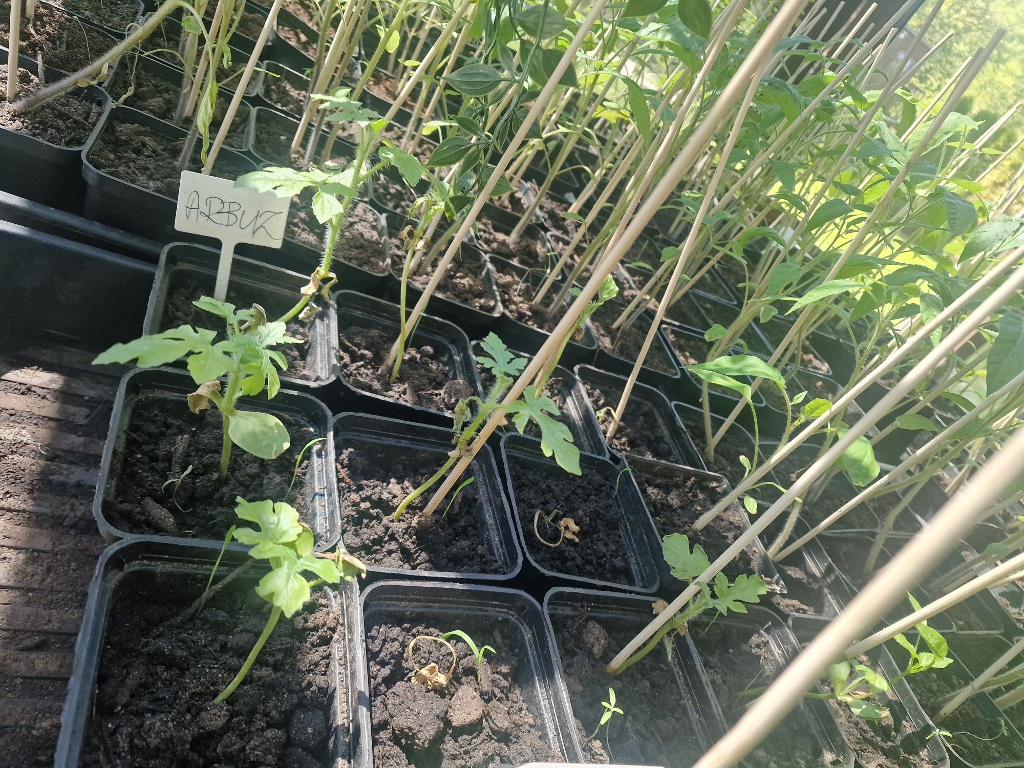 Rozsada sadzonki pomidora papryki ogórka sałatkowego