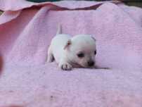 Chihuahua Miniatura
