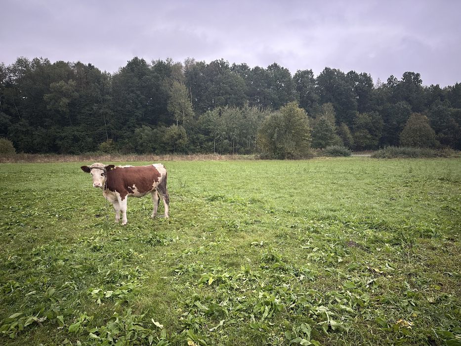 Sprzedam Jałówke około 400 kg