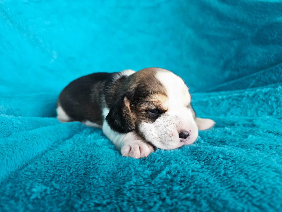BEAGLE-szczeniak ZKwP, potencjał wystawowy