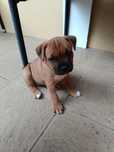Staffik Staffordshire bullterrier