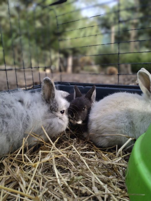 Coelhos anões bebes