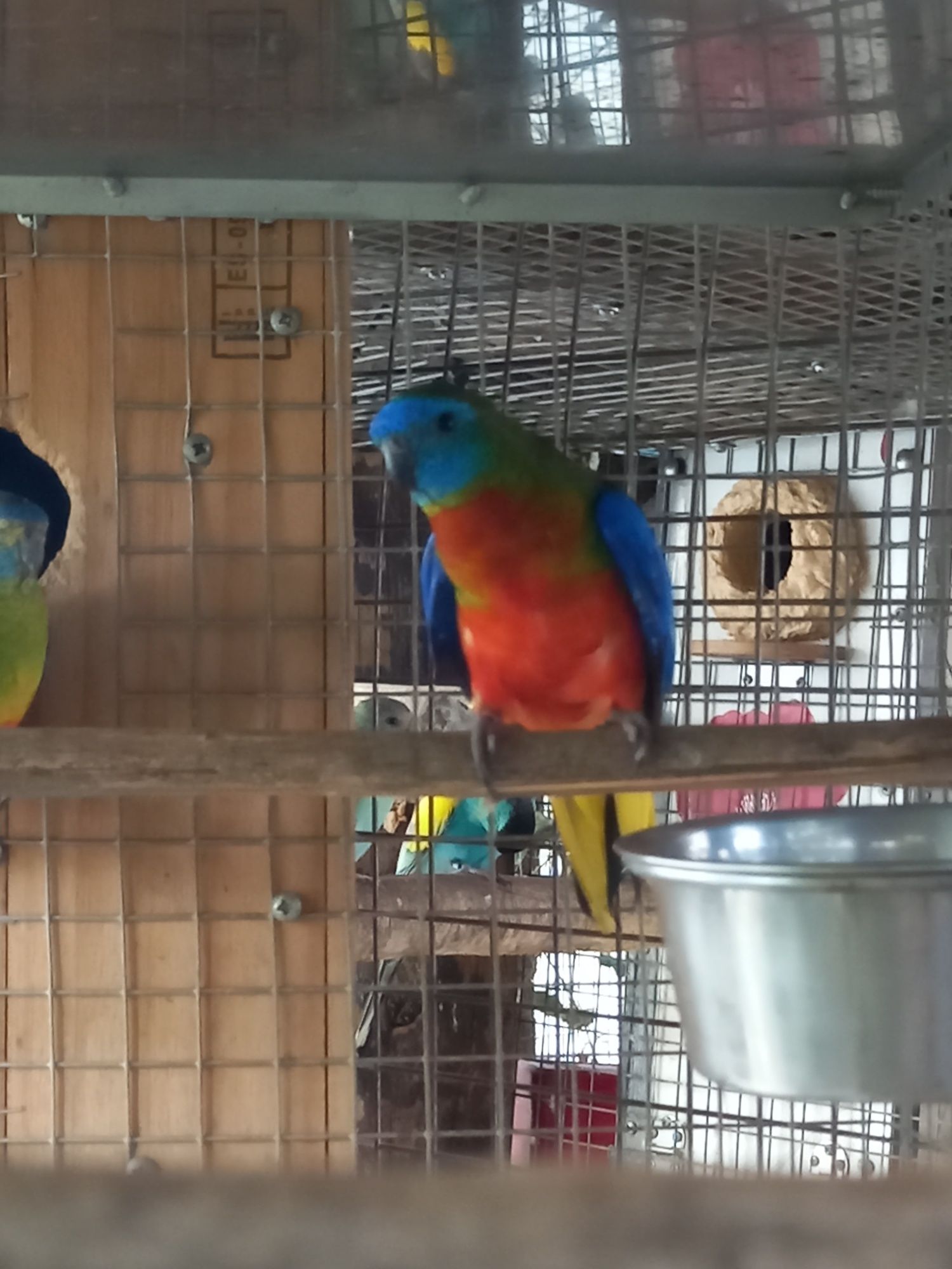 Red rumped  novos