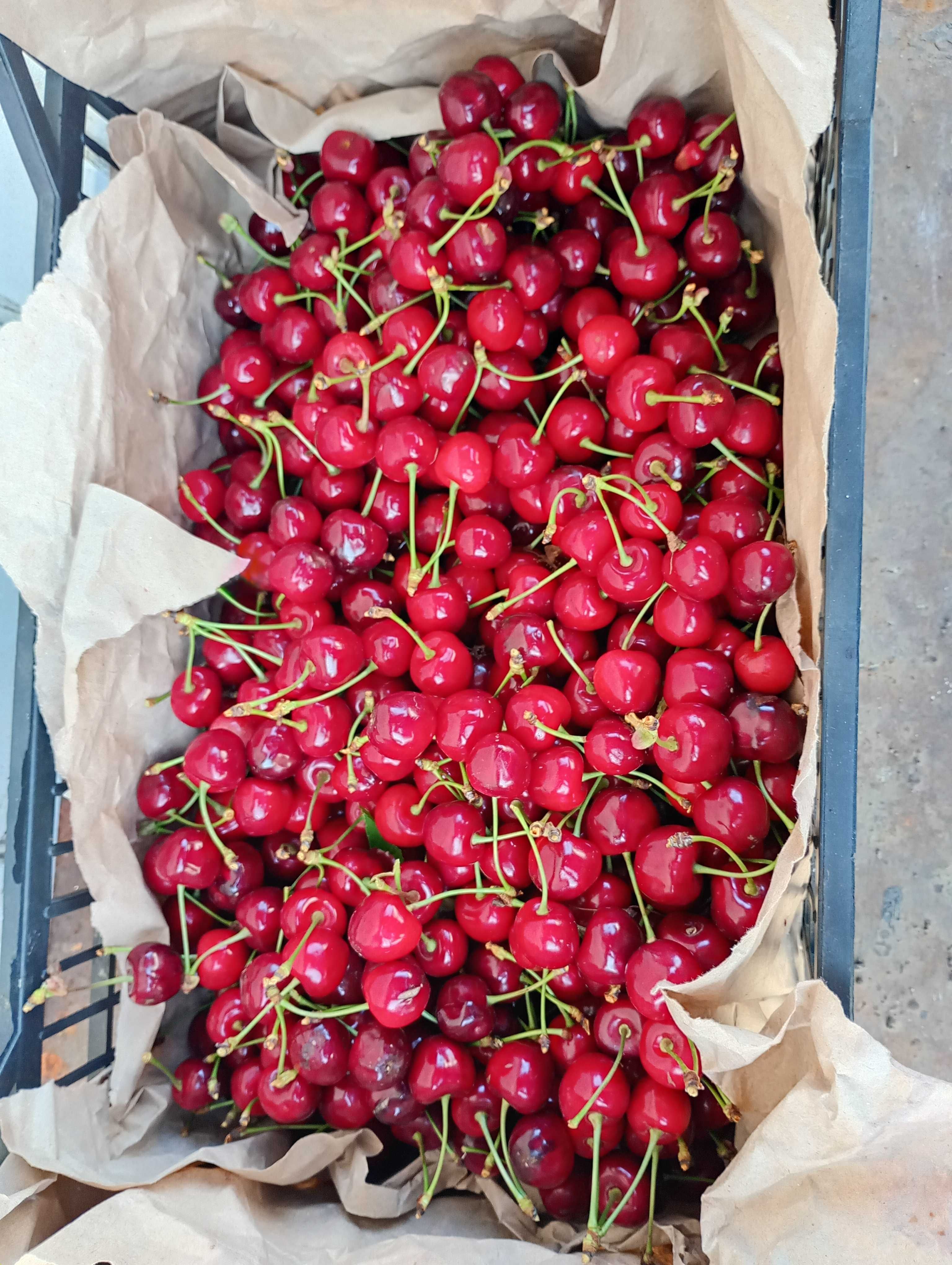 Продам черешню гарну