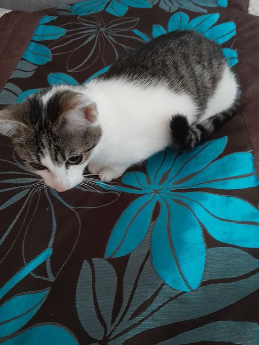 Oddam kotkę w dobre ręce