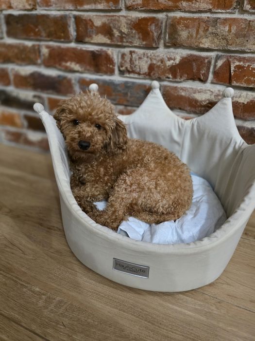 Piesek pudel toy red braun!!