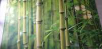 Fototapeta bambus 282cm wysokość 348cm szerokość