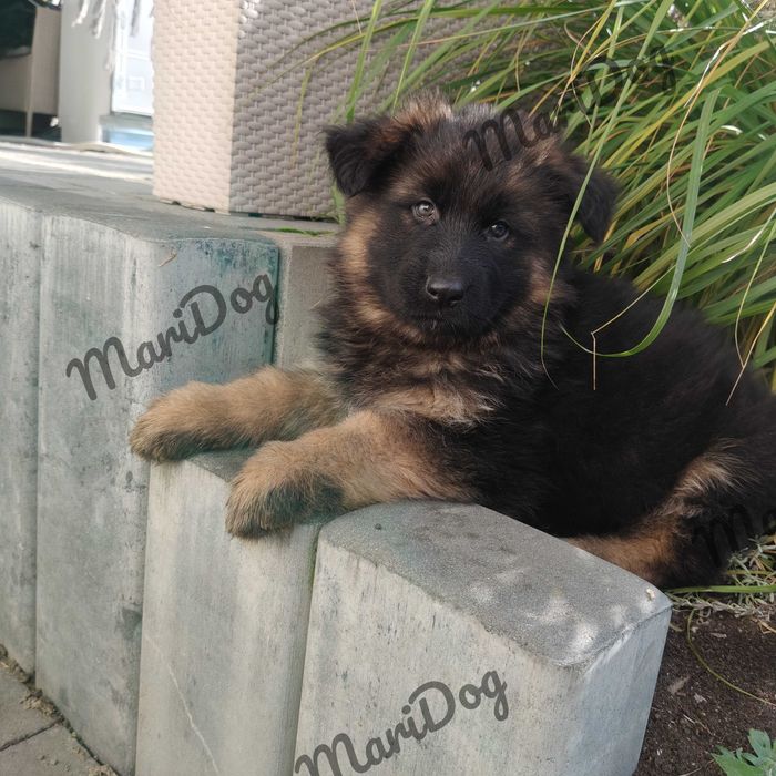 Owczarek Niemiecki Długowłosy suka suczka szczeniak piesek RODOWÓD