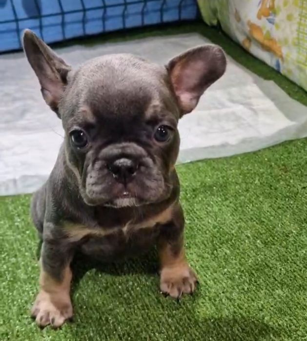 В'язка блакитно підпалий французський бульдог