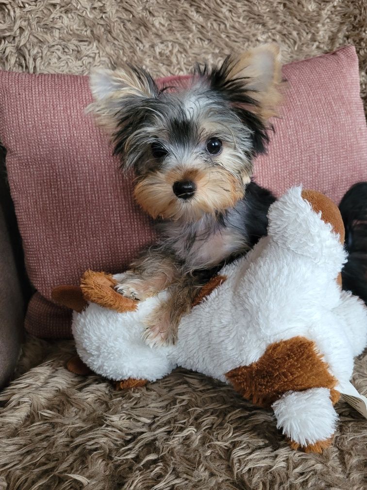 Yorkshire terrier piesek