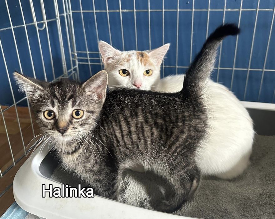 Ogonek, Halinka i Grzyweczka szukają swoich ludzi.