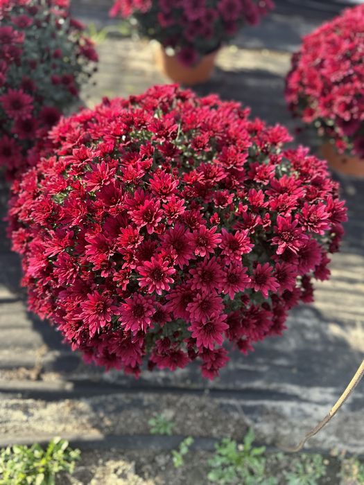 Chryzantemy - detal, hurt