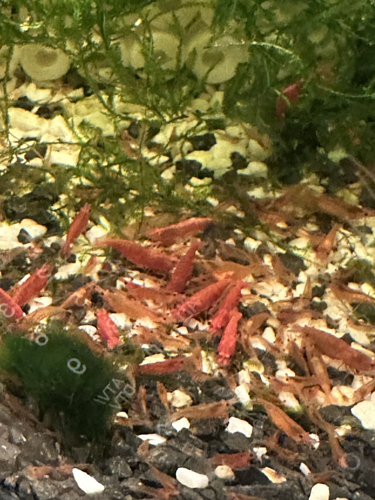 Krewetki neocaridina red cherry