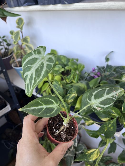 Антуріум  Silver Blush