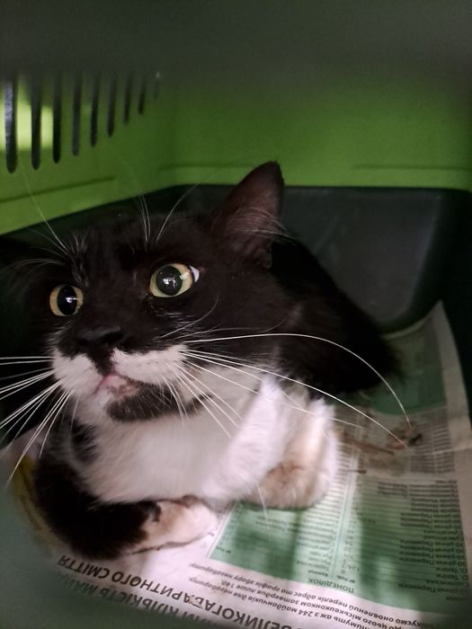 Ніхто не шукає? Хлопчик.