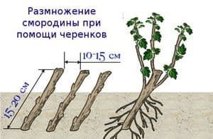 Черенки (живці) чорної смородини