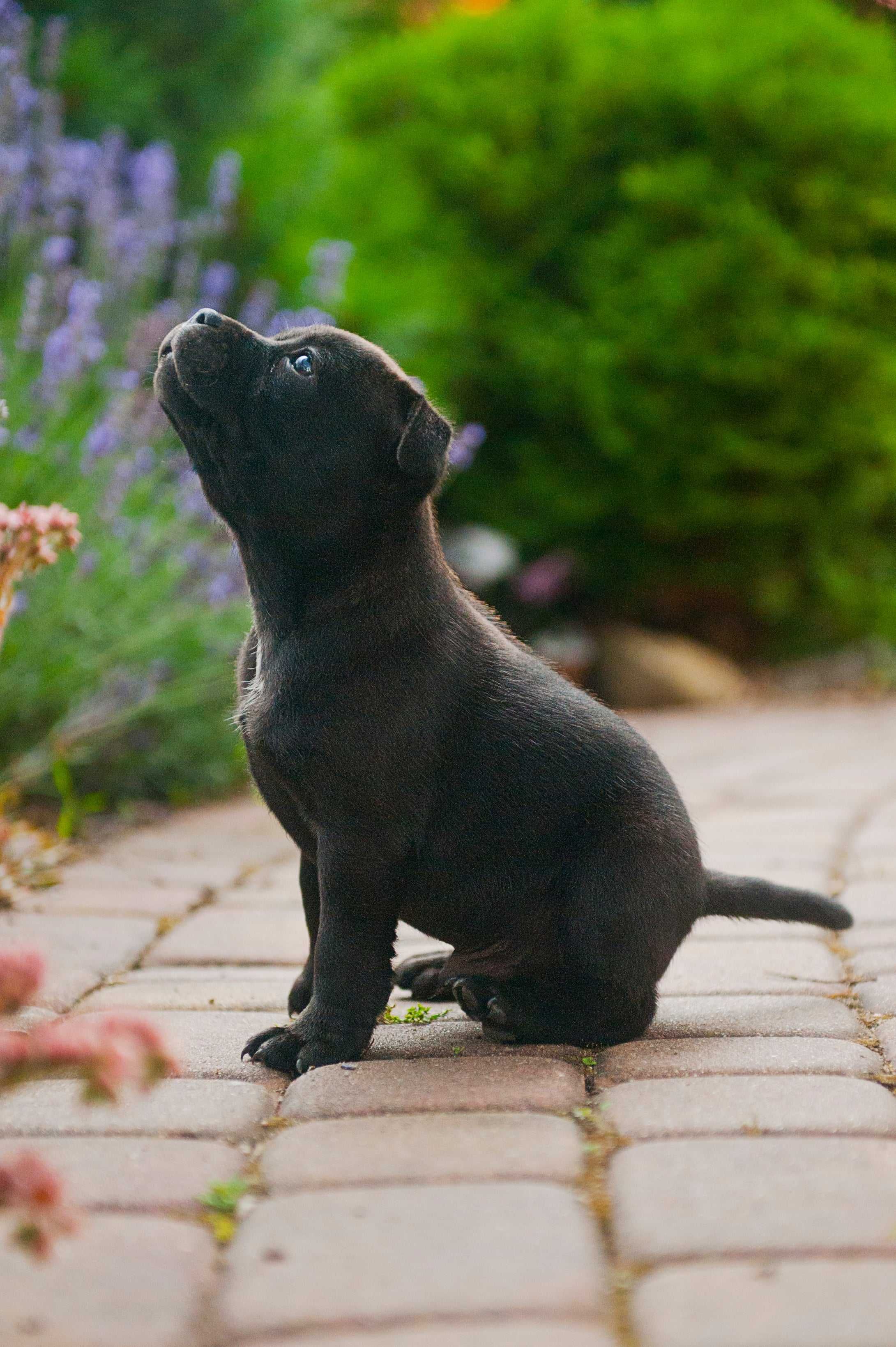 Staffordshire Bull Terrier, Staffik, stafik, FCI (ZKwP), szczenię