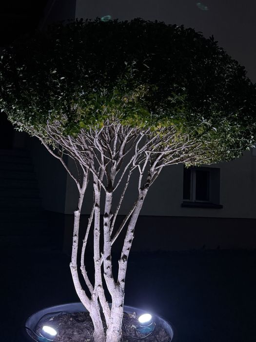 Bukszpan Wieczniezielony Bonsai