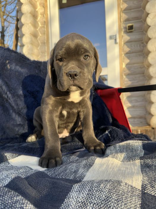 Хлопчик сіренький 2м кане-корсо