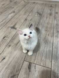 Kocurek Ragdoll FPL blue bicolor